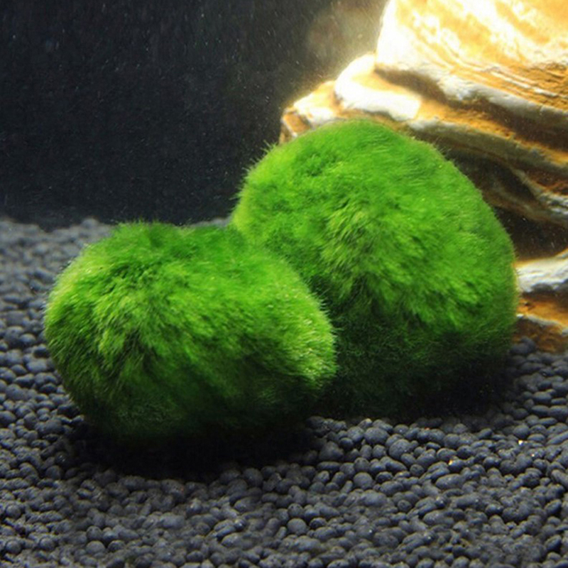 마리모 이끼 공 생물 수족관 식물 조류 물고기 새우 탱 - Marine Aquarium Live 리뷰 및 가격