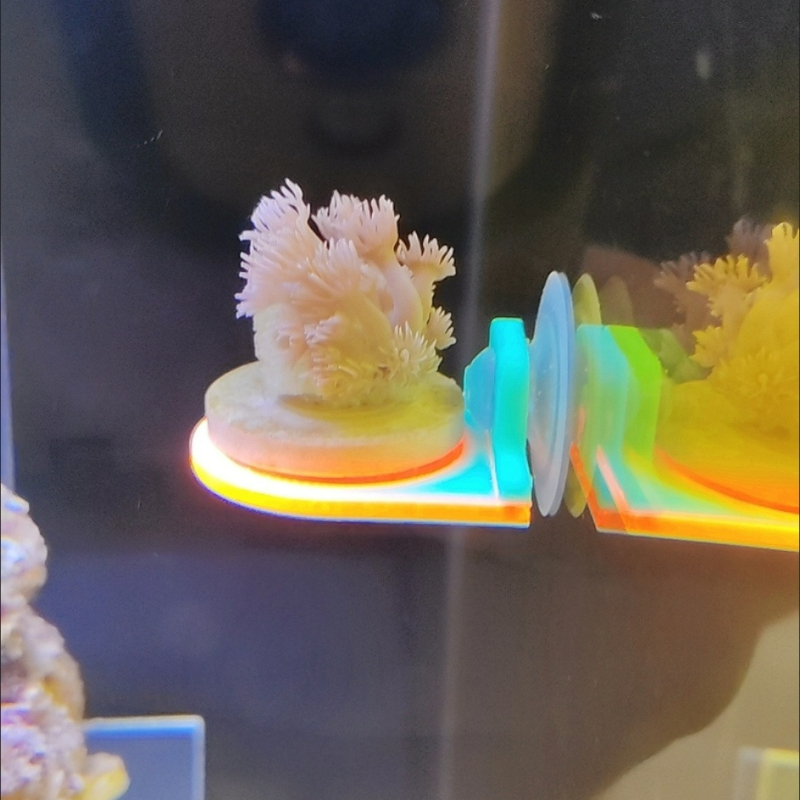 색상 무작위 산호 조각 홀더 브래킷 재배 라이브 SPS - Marine Aquarium Live 리뷰 및 가격